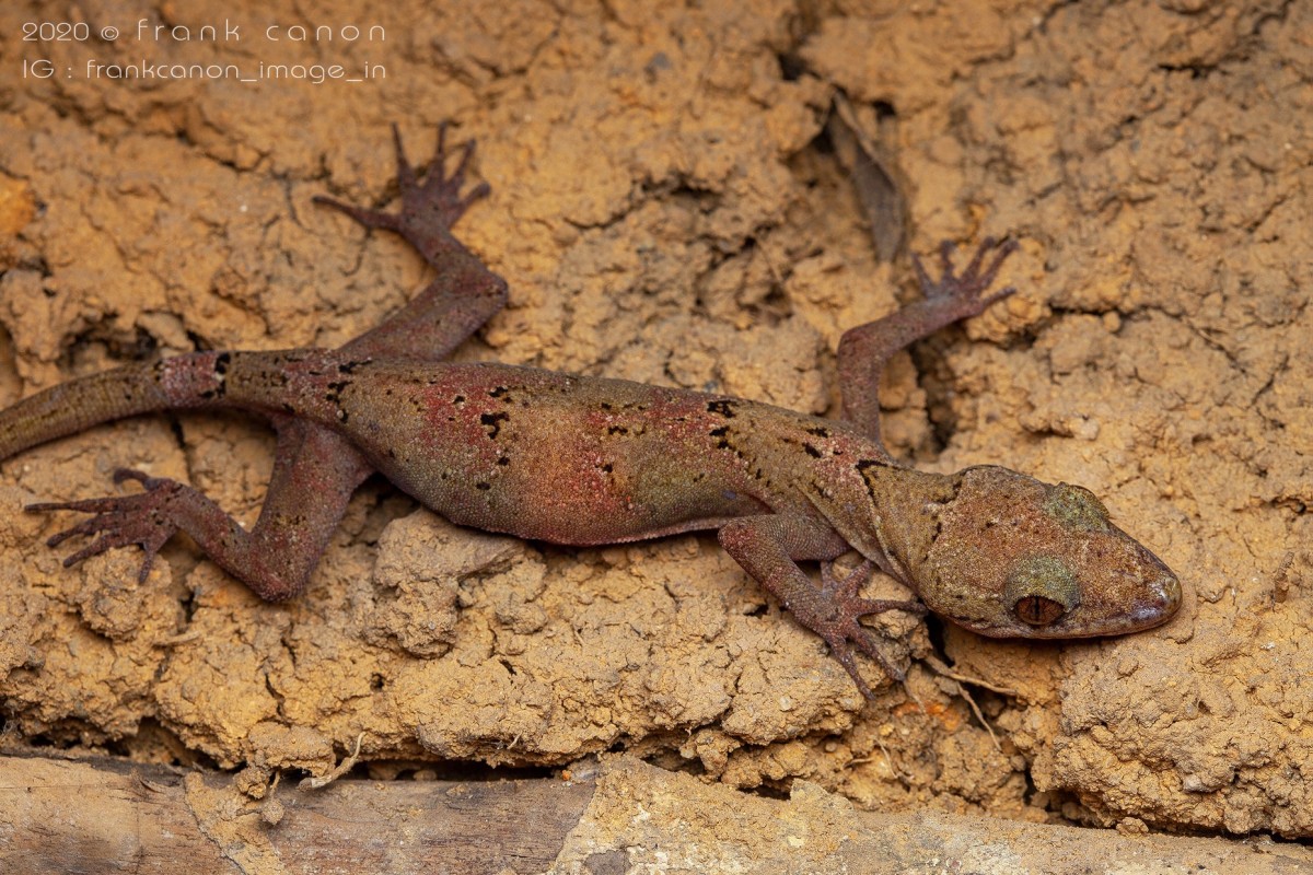 Cyrtodactylus subsolanus Batuwita & Bahir, 2005